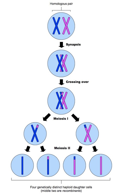 Meiosis The Evolution Of Genetics